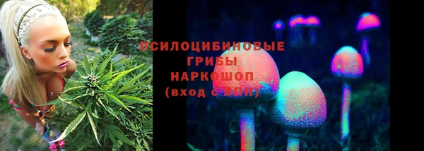 прущие грибы Алзамай